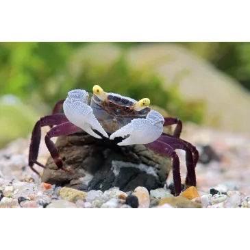 Geosesarma PURPLE HAZE mâle