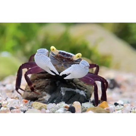 Geosesarma PURPLE HAZE femelle