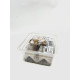 Nourriture vivante grillon acheta domestica subadult
