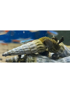 tylomelania hymalaya