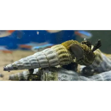 tylomelania hymalaya