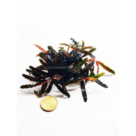 Bucephalandra Catherinae