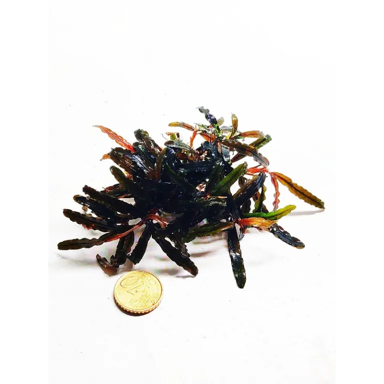 Bucephalandra Catherinae