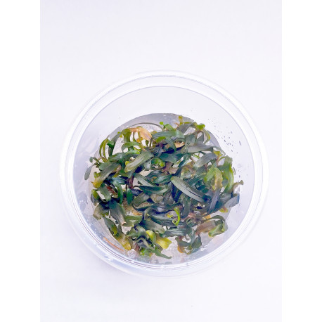 Bucephalandra Catherinae