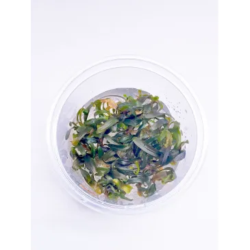 Bucephalandra Catherinae