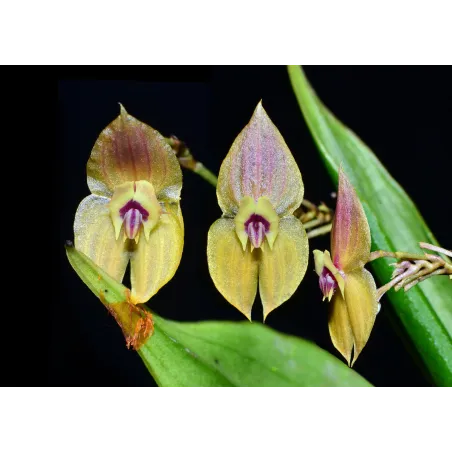 Mini Orchidée lepanthes Ophelma