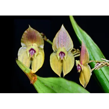 Mini Orchidée lepanthes Ophelma