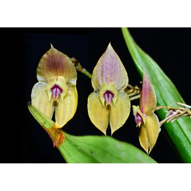 Mini Orchidée lepanthes Ophelma
