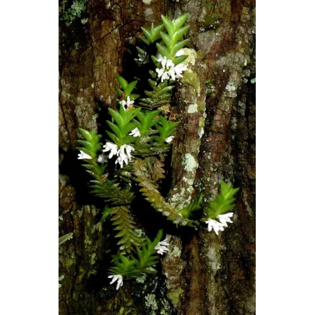Mini Orchidée Microsaccus Affinis