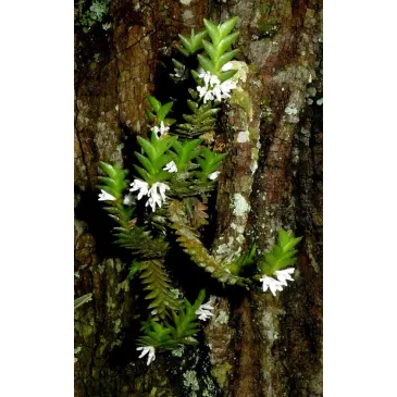 Mini Orchidée Microsaccus Affinis