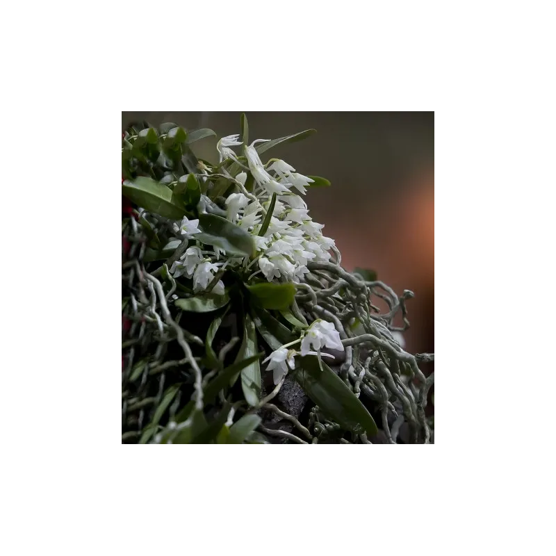 Mini Orchidée Mystacidium Braybonae