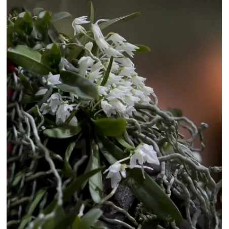 Mini Orchidée Mystacidium Braybonae