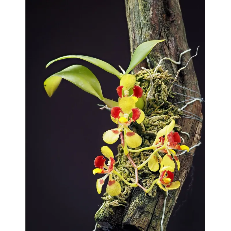 Mini Orchidée Oncidium Coloratum