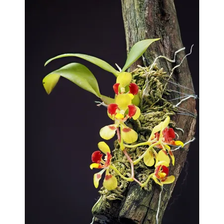 Mini Orchidée Oncidium Coloratum