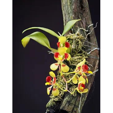 Mini Orchidée Oncidium Coloratum