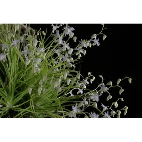 Mini Orchidée Phymatidium Tillandsioides