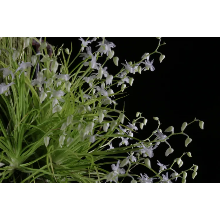 Mini Orchidée Phymatidium Tillandsioides