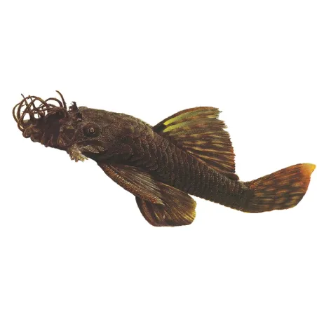 L144 Ancistrus sp black M