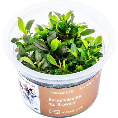 Bucephalandra sp. ’Brownie’ in vitro