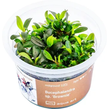 Bucephalandra sp. ’Brownie’ in vitro