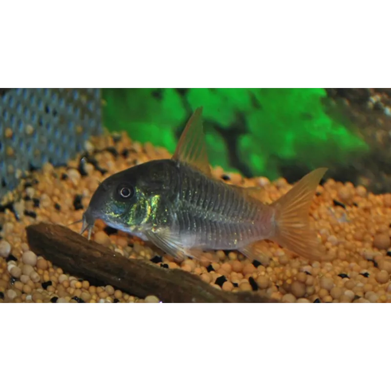 Corydoras concolor