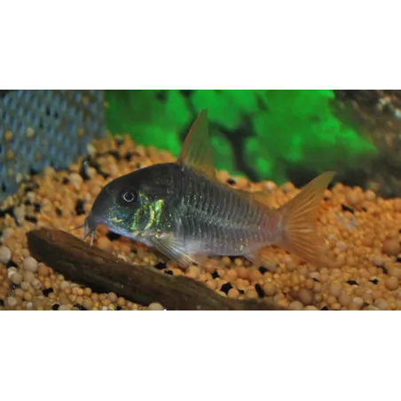 Corydoras concolor