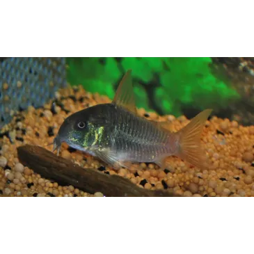 Corydoras concolor