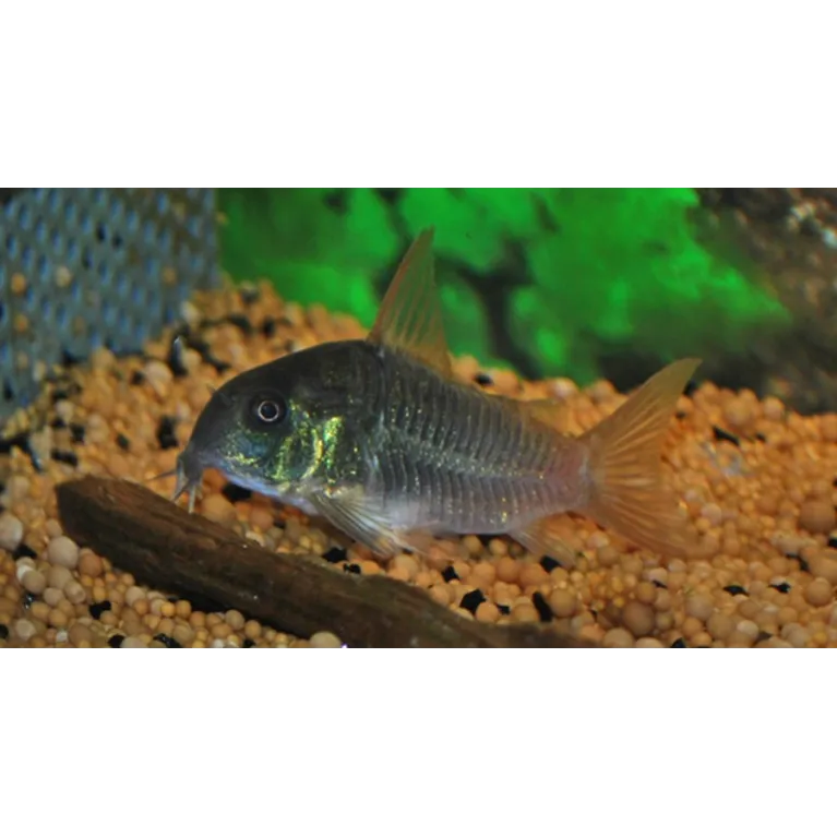Corydoras concolor