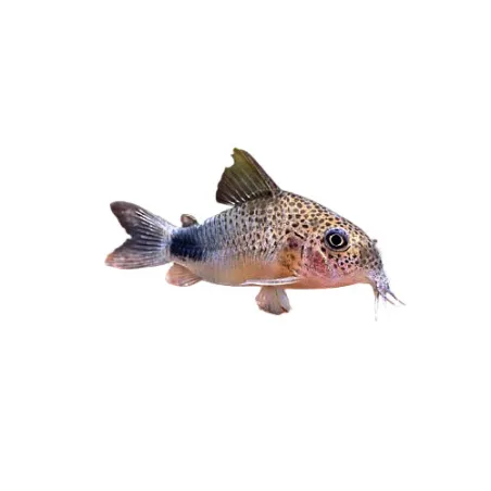 Corydoras similis