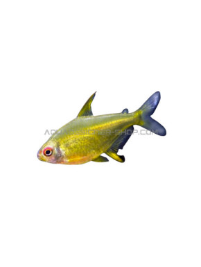 Hyphessobrycon pulchripinnis