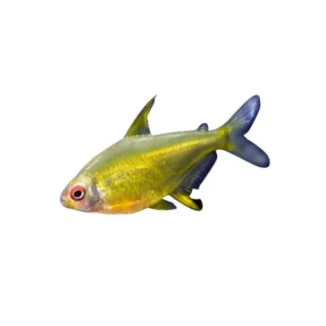 Hyphessobrycon pulchripinnis