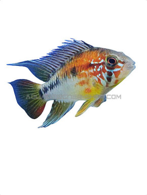 Apistogramma sp viejeta II