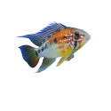 Apistogramma sp viejeta II