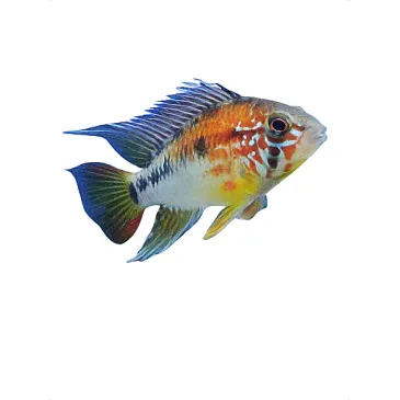 Apistogramma sp viejeta