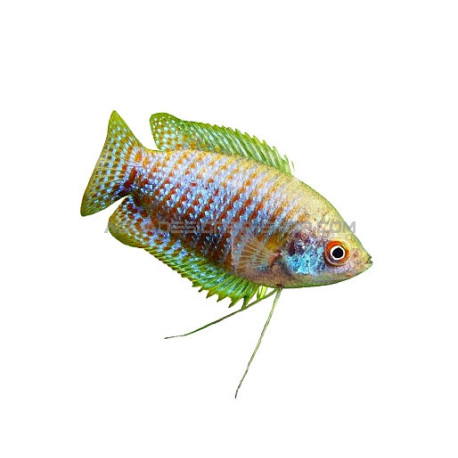 Colisa lalia Classique