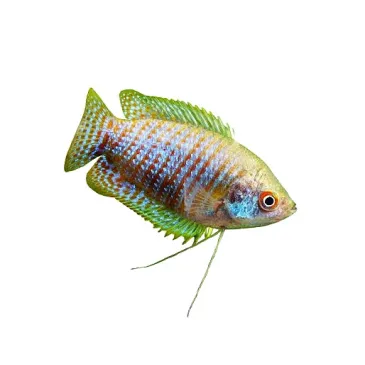 Colisa lalia Classique