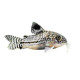 Corydoras julii