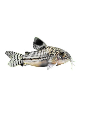 Corydoras julii