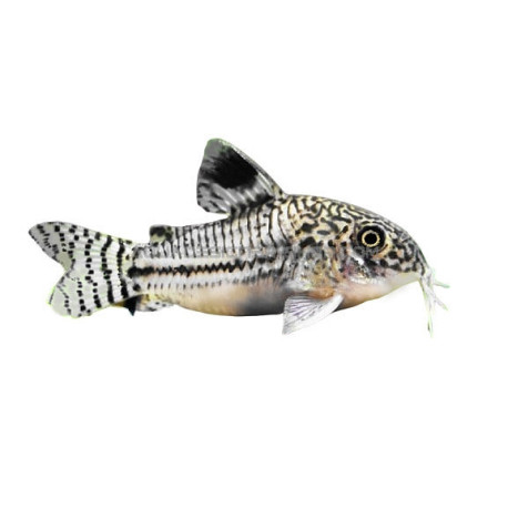 Corydoras julii