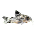 Corydoras julii