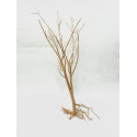 Baby tree 02