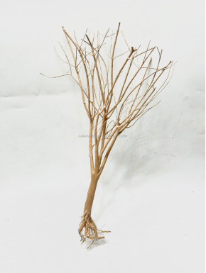 petit arbre 04