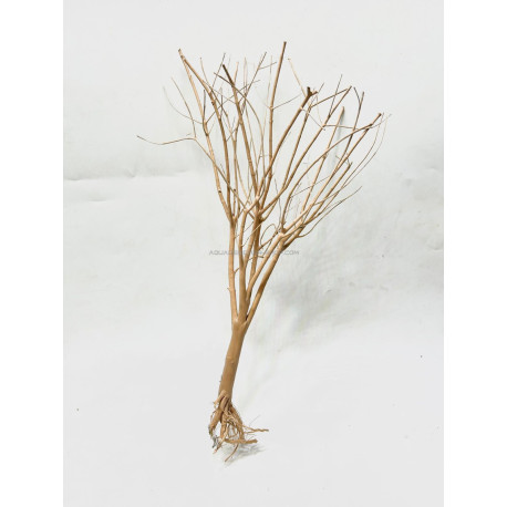 petit arbre 04