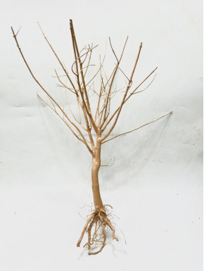 Baby tree 04