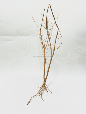 Baby tree 05