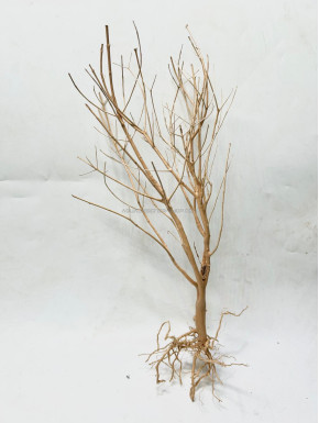 Baby tree 06