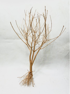 Baby tree 07