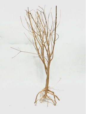 Baby tree 08