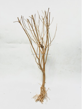 Baby tree 08