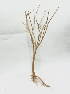 Baby tree 10